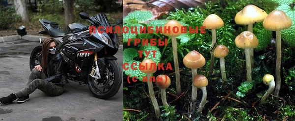 jwh Алзамай
